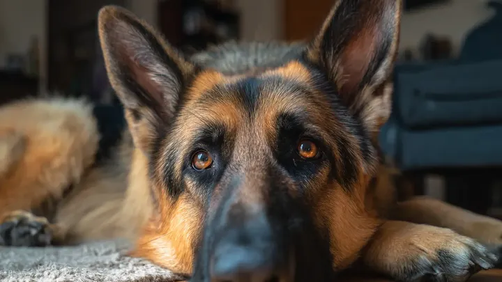 Moeder liet haar baby een paar seconden alleen met een Duitse herder - wat ze daarna zag beangstigde haar!