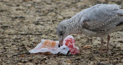 Handig: met dit trucje durven meeuwen geen eten meer te stelen