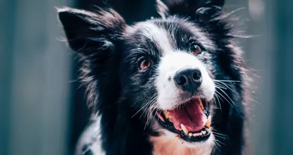 Border Collie ha recogido más de 1 000 botellas de plástico en 2022