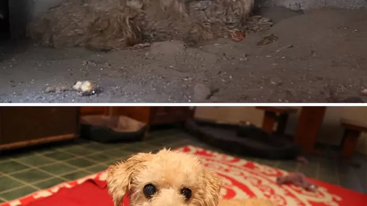 Wat verzorgers met deze zieke dieren hebben gedaan... Het liet ons hart smelten!