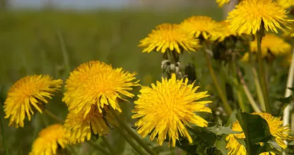 Help, overal paardebloemen! Geen nood, met deze tip zijn ze in een handomdraai weg!