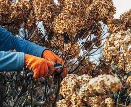 This is why you should leave those brown hydrangea flowers alone this autumn