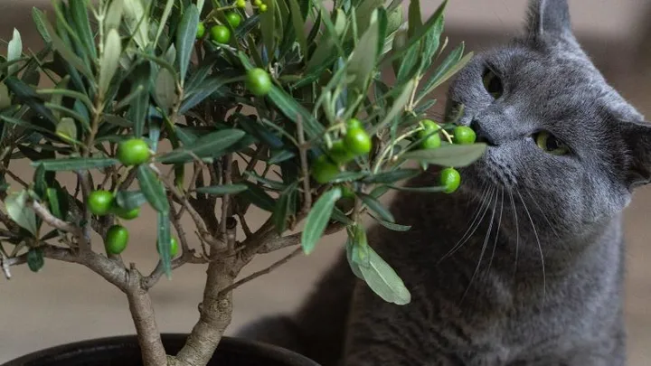 Kattenliefhebbers opgelet: deze planten zijn giftig voor je kat