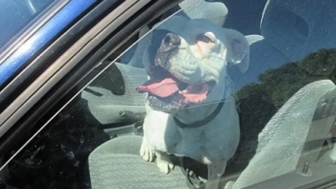 HERHAALDE OPROEP: hond overleden in te hete auto, zorg dat dit niet meer gebeurt! DELEN svp!