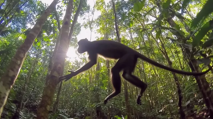 Un elefante pide ayuda a un fotógrafo - La increíble verdad al descubierto