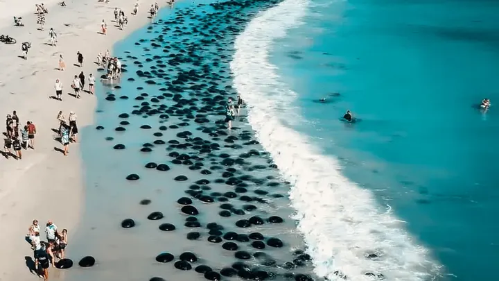 Thousands Mysterious Eggs Wash Ashore – The Truth is Stranger Than You Think