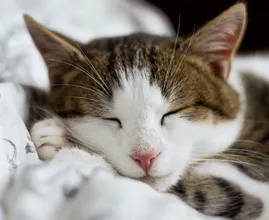 5x zo kun je je kat koel houden op hete zomerdagen