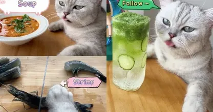 Kat gaat viraal op TikTok met kookfilmpjes