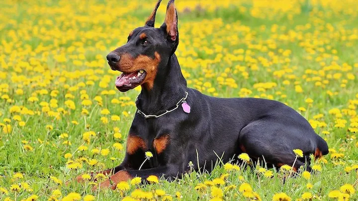 El perro de la familia lanza al bebé por el patio trasero y la razón te sorprenderá