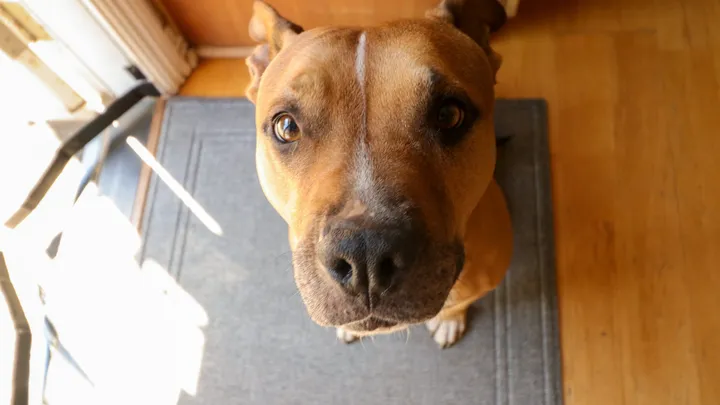 Esta pitbull se recusou a deixar o abrigo sem seu amigo chihuahua