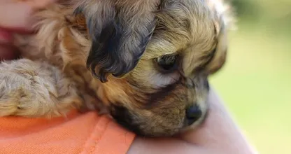 Fokkers waarschuwen in coronatijd: ‘Denk goed na voordat je een pup aanschaft’