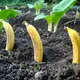 庭中にバナナを植える： 一週間後に何が起こるか