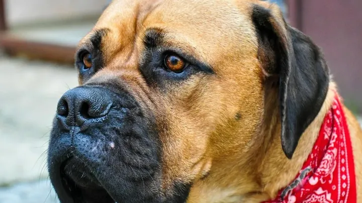 15 raças de cães que não podem ser mantidas como animais de estimação
