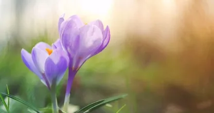 Lente op komst: dit weekend mogelijk 20 graden