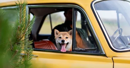 Huh: dronken automobilist zet hond achter stuur na aanhouding