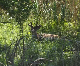 Vlees van afgeschoten edelherten uit Oostvaardersplassen wordt verkocht