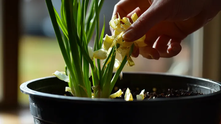 Here's Why You Should Never Ever Throw Away Garlic Peel