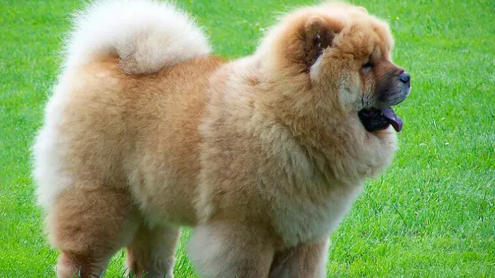 Barking Up the Right Tree: 49 Essential Insights into Your Future Furry Friend (49 percepções essenciais sobre seu futuro amigo peludo)