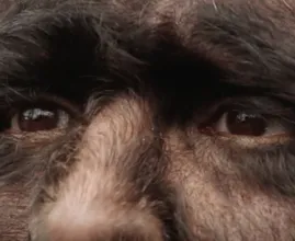 Hairiest family in the world shares shocking news