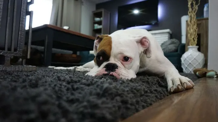 4 tips to keep your carpets looking clean and new
