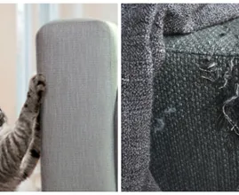 Does your cat always scratch your sofa? THIS is how you make sure he won't anymore!