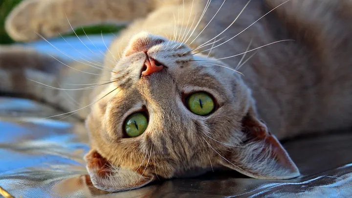 La razón por la cual los gatos siempre actúan de formas extrañas
