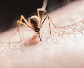 Hoe kan het dat de één wordt gestoken door muggen en de ander niet?