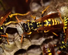 O nee! Deze zomer wordt de grootste wespenplaag ooit verwacht