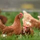 Explained: can chickens lay eggs if there's no rooster in your coop?