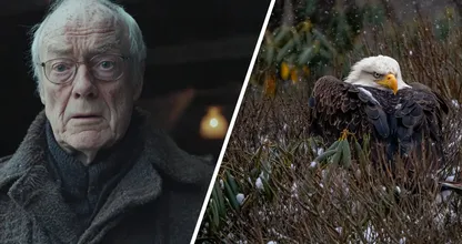 Eagle Found Freezing in the Snow - But What It Was Hiding Under its Belly Will Leave You Stunned!