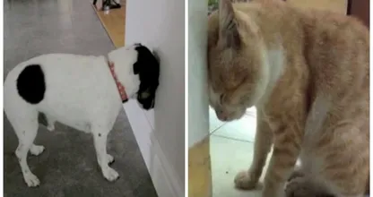 Du denkst, dass ist süß wenn dein Haustier das macht? Nein, ab zum Tierarzt.