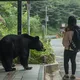 버스 정류장에서 곰이 갑자기 다가오자 숲으로 따라 들어간 여성