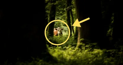 Boer vindt vermiste koe na 8 maanden - als hij dichterbij komt, wordt hij bleek