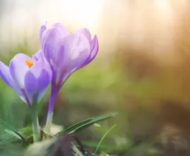 Zacht lenteweer op komst! Eind deze week mogelijk tegen de 15 graden
