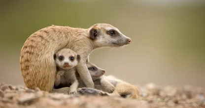 Déze dieren mag je vanaf 1 juli niet meer als huisdier houden