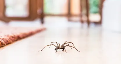 Spin in huis? Om deze reden moet je hem niet doodmaken