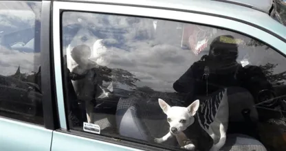 Twee honden achtergelaten in auto op parkeerplaats Efteling