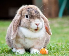 Dierenbescherming waarschuwt: konijnen kunnen maden krijgen door de hitte