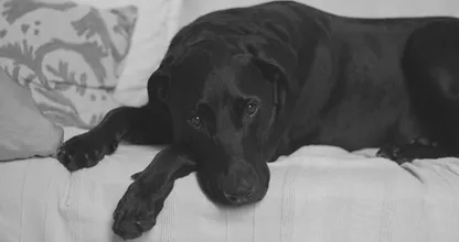 Spotify komt met podcast om eenzaamheid bij honden tegen te gaan
