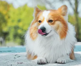 Aha: dit is waarom honden altijd je gezicht likken