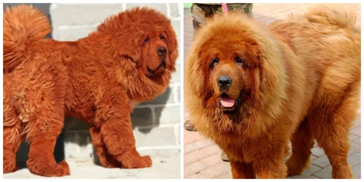 duurste hond kat