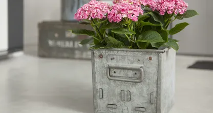 Got a headache, dry skin and burning eyes? Buy THIS plant for your home straight away!