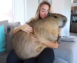 Pet Capybara Won’t Leave Wife Alone – When Husband Discovers Why, He Calls The Police