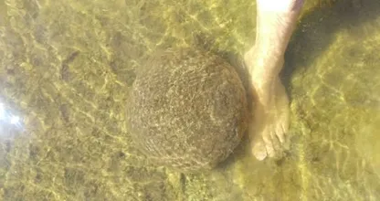 Huh? Buitenaards leven gespot in Nederlands water! Weet jij wat dit is?