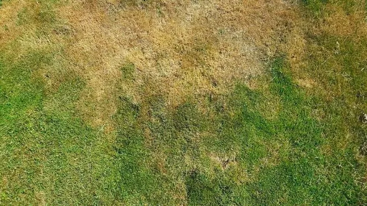 7 tips to properly maintain your lawn during a heat wave