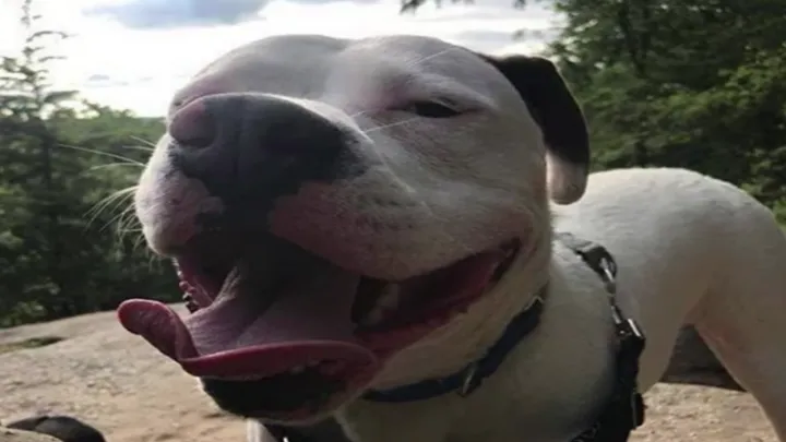 Una foto de un perro adoptado feliz era toda la evidencia que necesitaba la policía