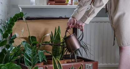 Goed om te weten: dit is het beste tijdstip om je planten water te geven