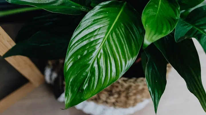 Niet dood te krijgen: deze 8 kamerplanten overleven het in elk interieur