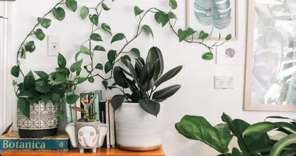 Oeps! Het kan ongezond voor je zijn als je planten te veel water krijgen