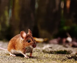 Bereid je voor: ratten- en muizenplaag verwacht in Nederland